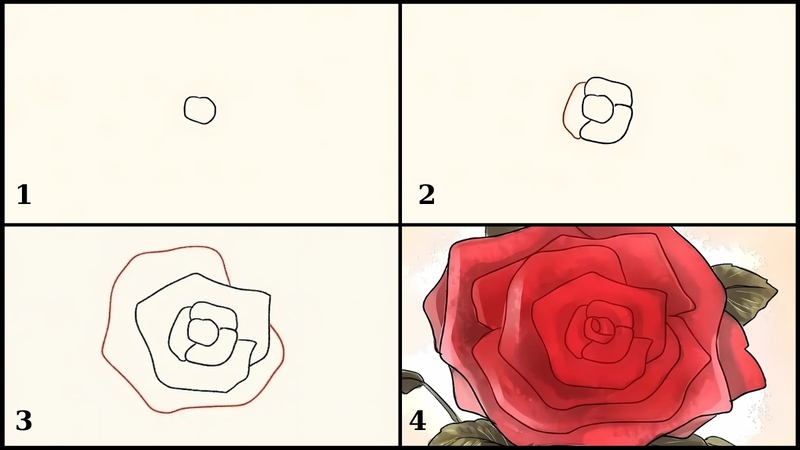 Mẹo vẽ hoa hồng cho người mới bắt đầu